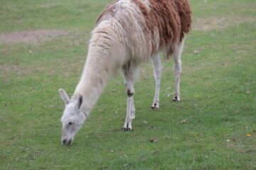 Lamas in the farm grazing on a pasture