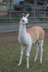 Fototapeta premium Lamas in the farm grazing on a pasture