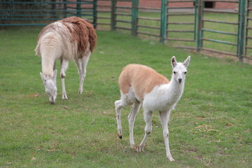 Lamas in the farm grazing on a pasture