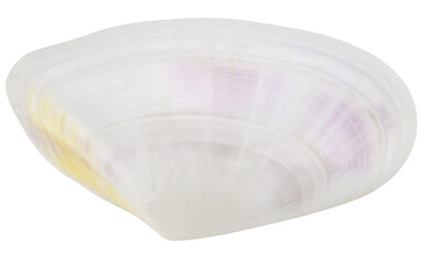 Seashell scallop Cristaria plicata isolated on a transparent background. Completely in focus.