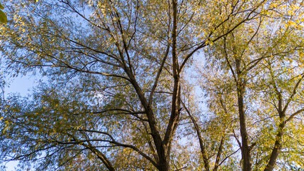 Fototapeta premium Top of a willow in autumn in Quebec seen from a drone