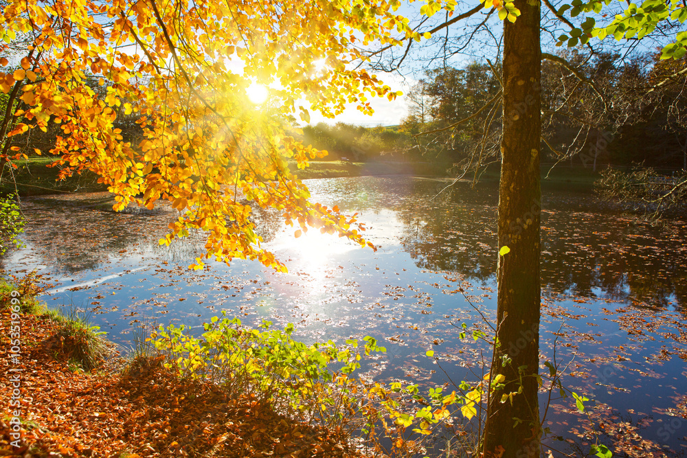 Canvas Prints autumn landscape of sun with autumn trees and lake in soft light.