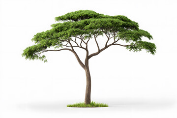 African savannah acacia tree Isolated on white background.
