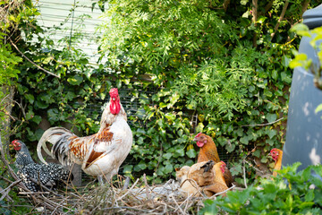 Cockerel chicken seen with his hens in a corner of a private garden. Kept as free range chickens for there tasty eggs.