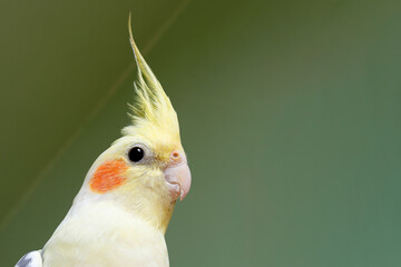 Adorable male cockatiel seen out of his large cage and about to sing to the photographer. Native to Australia.