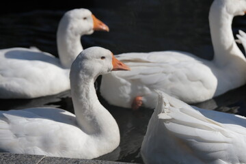 Geese swimming in the pond