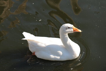 Geese swimming in the pond