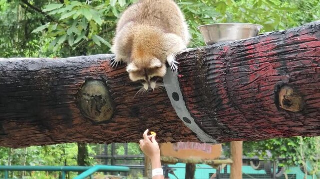 A curious raccoon investigates its lush surroundings 
