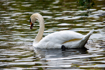 Ein eleganter Höckerschwan (Cygnus olor) schwimmt anmutig auf einem See, sein langer Hals ist...