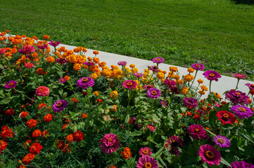 Marigold flowers against the background of the blue sky