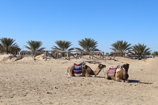 Camel in desrt