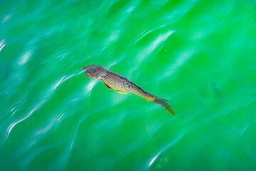 Fototapeta premium fish in the water