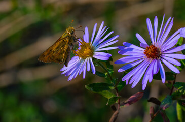Dion skipper and aster closeup