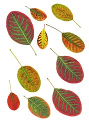 seasonal colorful leaves in park and garden