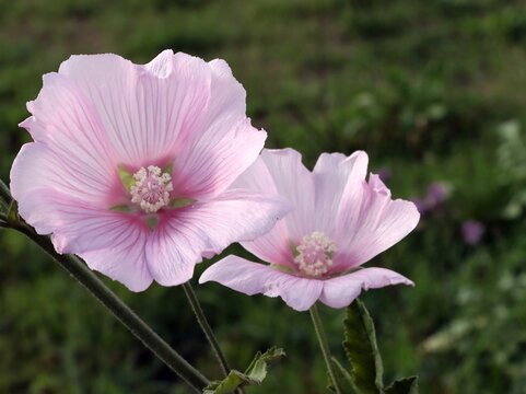 Pink flowers of malva Lavatera thuringiaca. close up