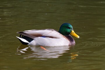 Fototapeta premium A Mallard Drake on a Lake. Beautiful Scene of a Male Duck Floating Peacefully on the Water. Tranquil Nature Setting with Reflections in the Calm Lake.