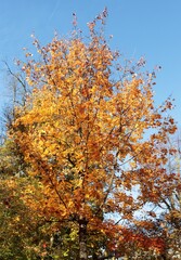 golden autumnal leaves of ,aple tree