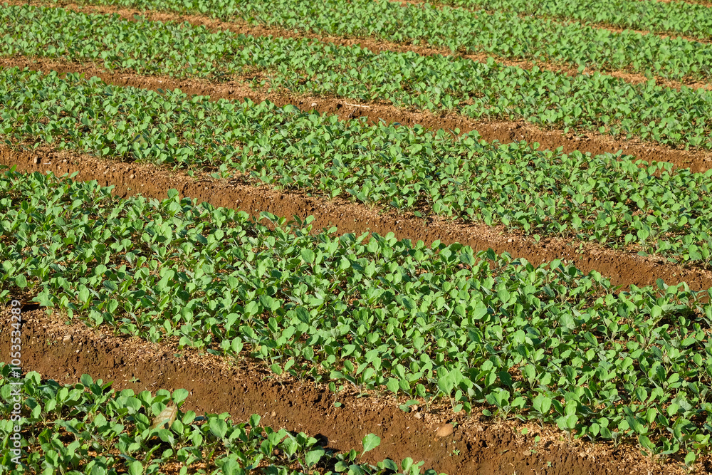 Poster abstract shapes, patterns and textures of cabbage nursery fields. embankment with diagonal compositi