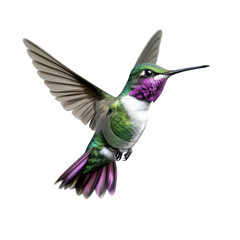 Obraz premium A hummingbird clipart, small bird, dynamic flight pose, bright green and purple, isolated on white background