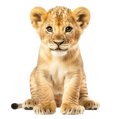 Obraz premium A lion cub clipart, wild animal, realistic fur detail, golden color, isolated on white background