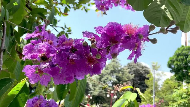 Lagerstroemia speciosa (Giant Crepe-Myrtle, Queen's Crepe-Myrtle, Banab&aacute; Plant, Pride of India, Queen's Flower), Native to Tropical Southern Asia Scimitar 4k 