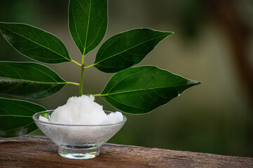 Camphor crystals and branch green leaves on natural background.