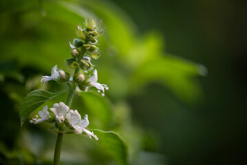 Ocimum americanum or Hoary basil branch flowers on natural background.