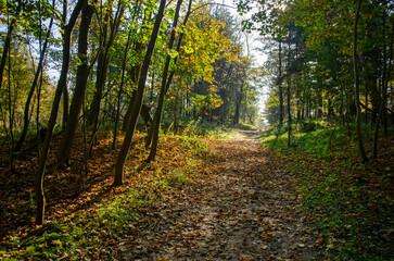 Obraz premium Forest path leading over a low hill in the dune forest near Haamstede, The Netherlands