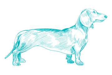Png dachshud dog sketch illustration, transparent background