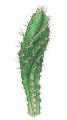 Cereus forbesii cactus watercolor png