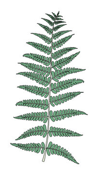 Png Fern Frond leaf  sticker, transparent background