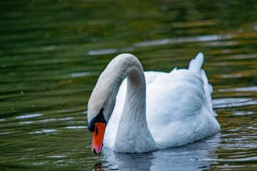 Ein weißer Schwan schwimmt auf dem Wasser