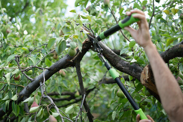 A person carefully trims a branch using garden scissors, ensuring healthy growth for the tree. The...