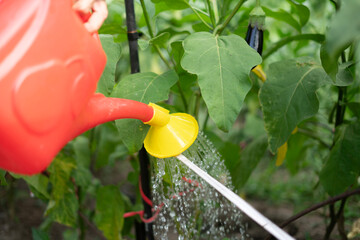 The watering can tips as water streams gently over colorful flowers, nurturing plants in a lively...