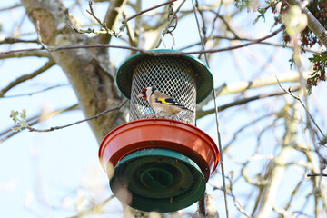 Goldfinch perching on a hanging bird feeder