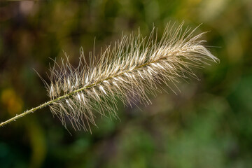 Obraz premium Flowering chinese pennisetum (Pennisetum alopecuroides) grass in autumn