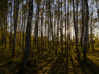Obraz premium Birch grove with golden leaves in golden autumn, illuminated by the sun at sunset or dawn.