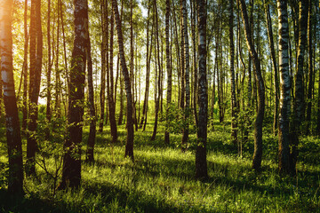 Grove of birches with young green leaves at sunset or sunrise in spring or summer. Vintage film...
