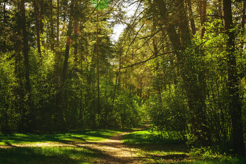 Fototapeta premium Sunbeams streaming through the pine trees and illuminating the young green foliage on the bushes in the pine forest in spring. Vintage film aesthetic.