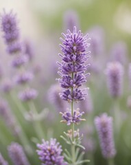 Obraz premium A tight shot of lavender blooms with a softly blurred foreground of more lavender flowers.