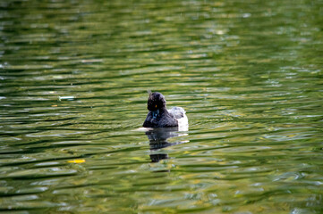 Reiherente auf dem Wasser