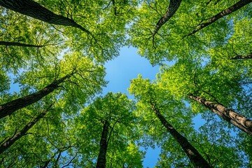 Obraz premium Looking Up at the Canopy