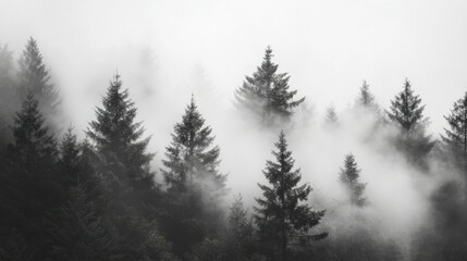 Watching a forest fog roll in.