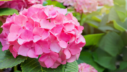 Fototapeta premium A Close Up of a Pink Hydrangea Bloom in a Garden Setting and Copy Space
