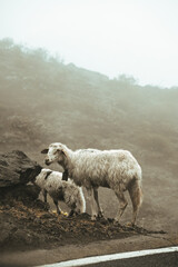sheeps © Weronika