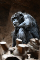 gorilla © Weronika