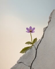 Purple flowers growing from a crack in the rock.