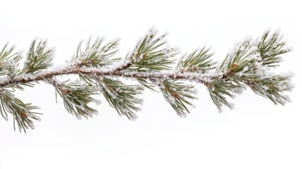 A pine branch is covered in a sparkling layer of frost against a snowy white backdrop.