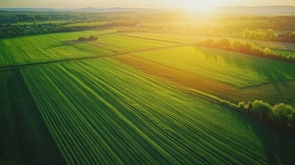 Lush green farm fields stretch out under a bright sun.  This aerial view shows the beauty of the Ukrainian countryside, a heartland of agriculture in Europe.