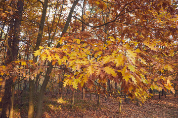 jesienne liście  © Marcin Łazarczyk